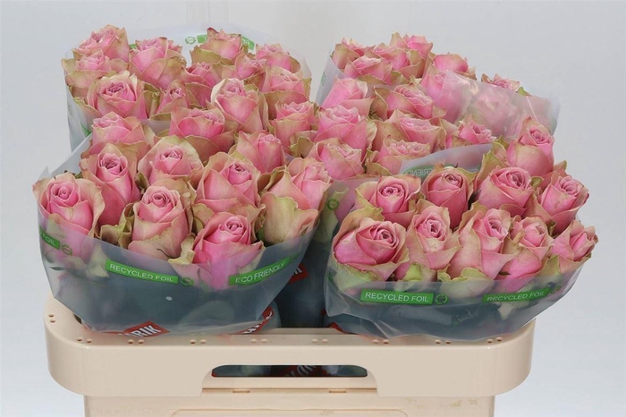 <h4>Rosa Athena Royale</h4>