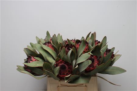 <h4>Protea Barb Ruby Princess</h4>