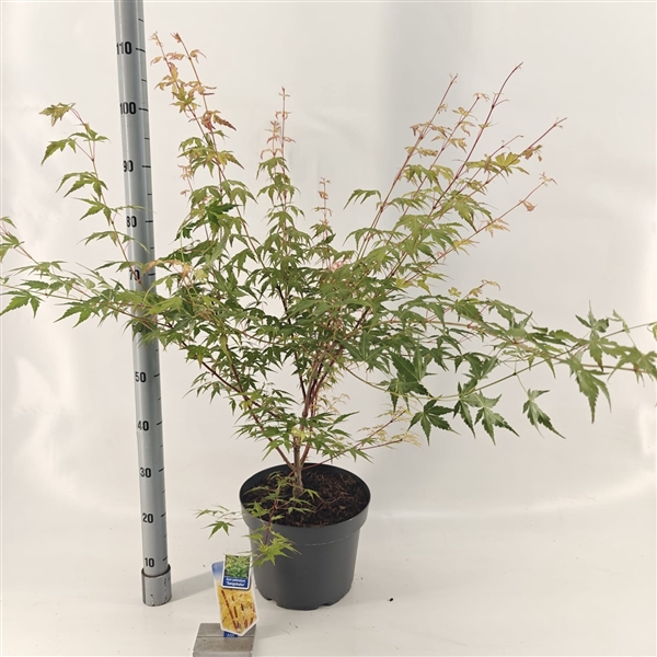 Acer pal. 'Sangokaku'