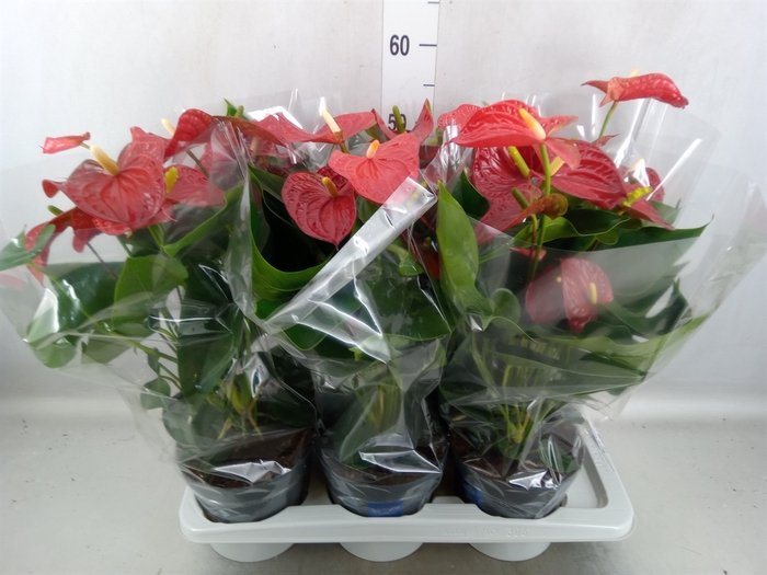 <h4>Anthurium andr. 'Karma Red'</h4>