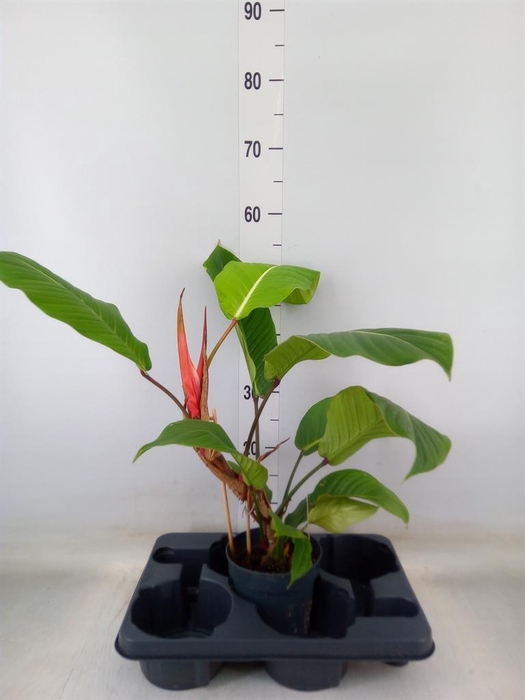 <h4>Philodendron   ...</h4>