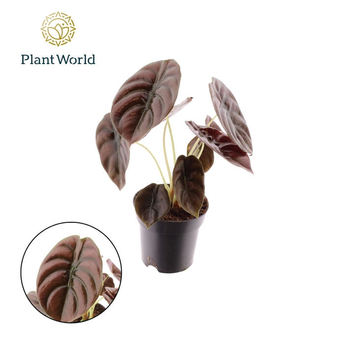 <h4>Alocasia Red Secret</h4>