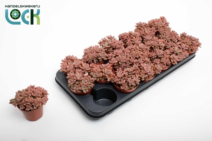 <h4>Sedum Bordeauxhart</h4>