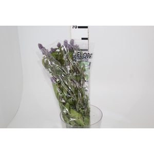 CAMARAO LILAS 050 CM