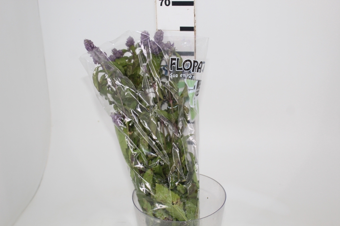 <h4>CAMARAO LILAS 050 CM</h4>