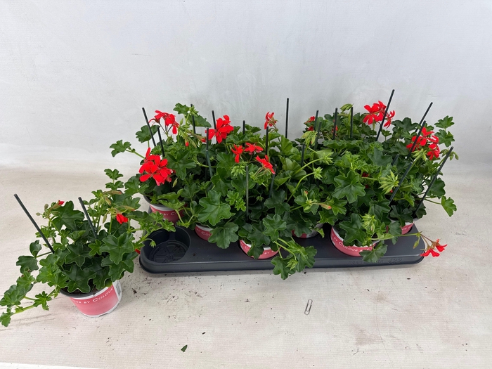 PEL PELT BALKON ROOD