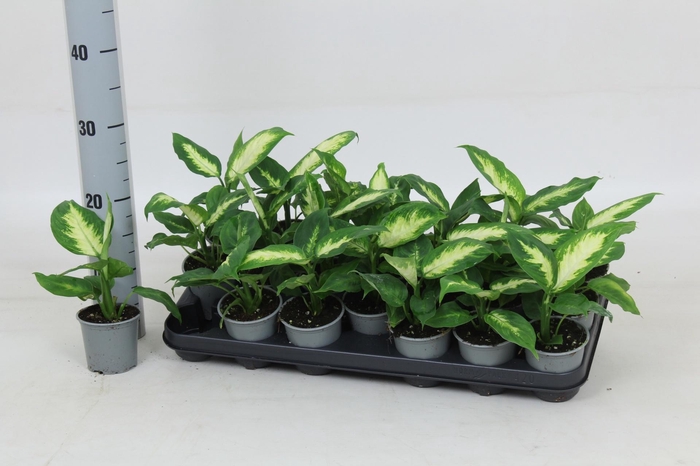 <h4>DIEFF CAMILLA</h4>