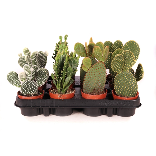 <h4>Opuntia mix 8,5 cm</h4>