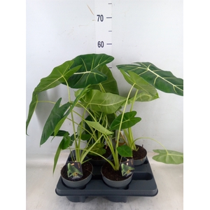 Alocasia   ...