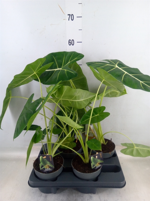 <h4>Alocasia   ...</h4>