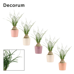 Beaucarnea bol 6 cm in Maui (Party love-collection)