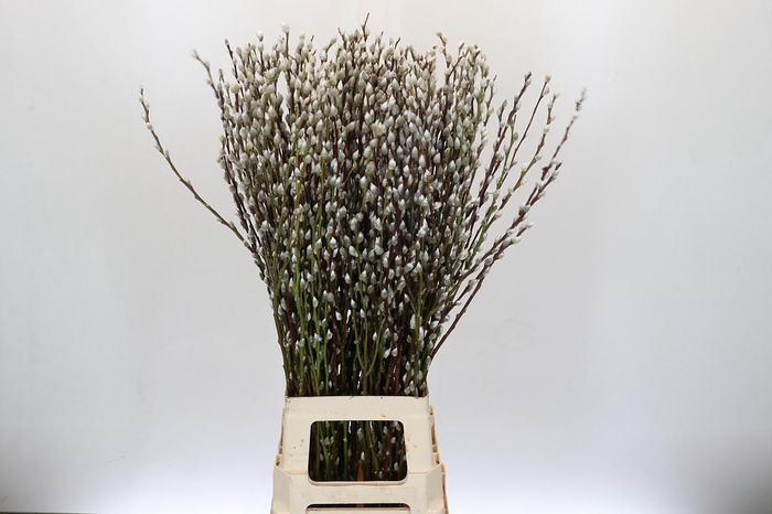 <h4>Salix Caprea Snow Flake Premium Spray</h4>