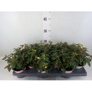 Fuchsia  'Bella Fuchsia Mariska'