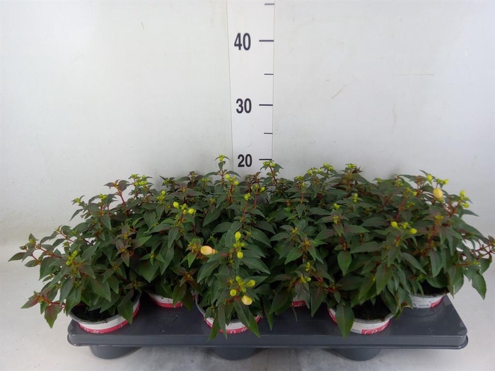 <h4>Fuchsia  'Bella Fuchsia Mariska'</h4>