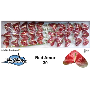 Anthurium Red Amor