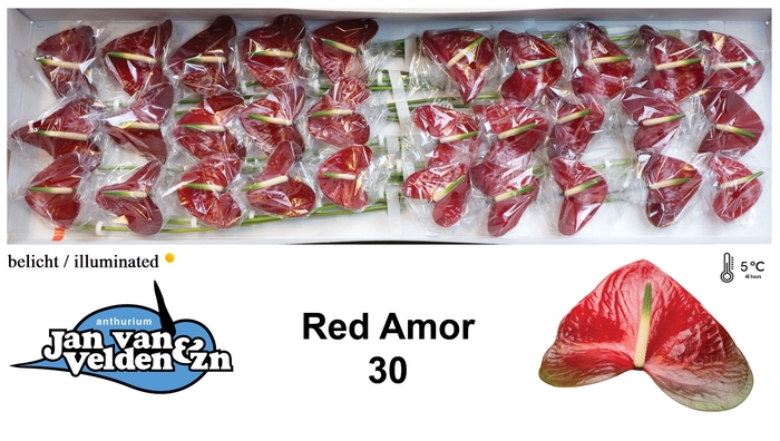 <h4>Anthurium Red Amor</h4>