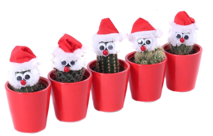 <h4>Cactus 5,5 cm met snor en kerst muts in rode sierpot 5,5 cm</h4>