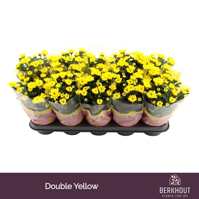 <h4>Chrysanthemum Indicum Cozy</h4>