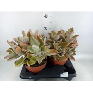 Kalanchoe NF beharensis