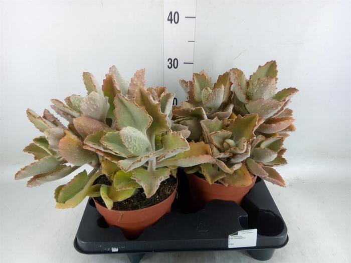 <h4>Kalanchoe NF beharensis</h4>
