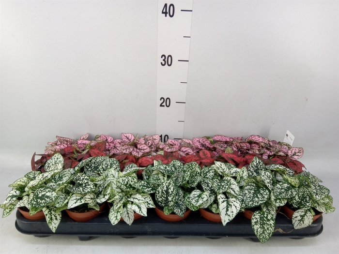 <h4>Hypoestes phyllo.   ...mix</h4>