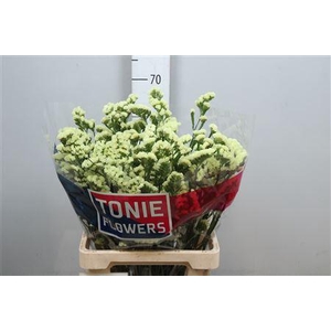 Lim S Yellow Sun Bird