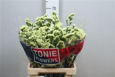 <h4>Lim S Yellow Sun Bird</h4>