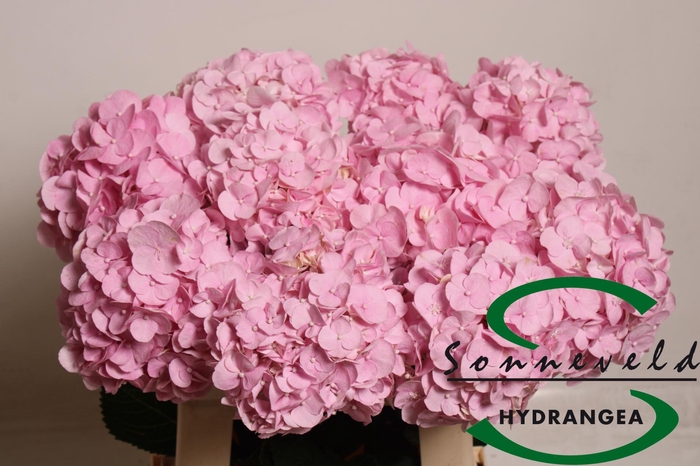 <h4>HYDR M PINKY</h4>