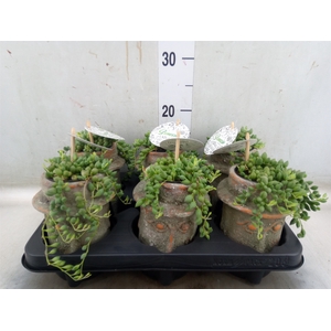 Senecio herreianus