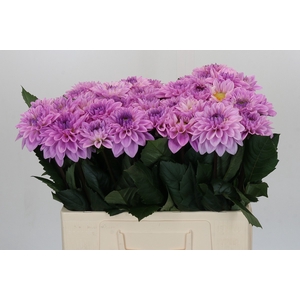 Dahlia Sweet Suprise