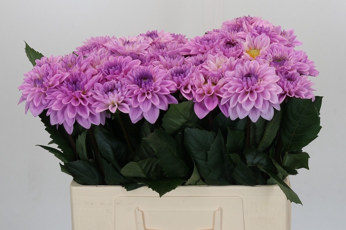 <h4>Dahlia Sweet Suprise</h4>