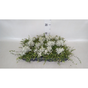 Leucophyta brownii