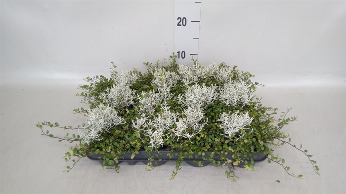 <h4>Leucophyta brownii</h4>