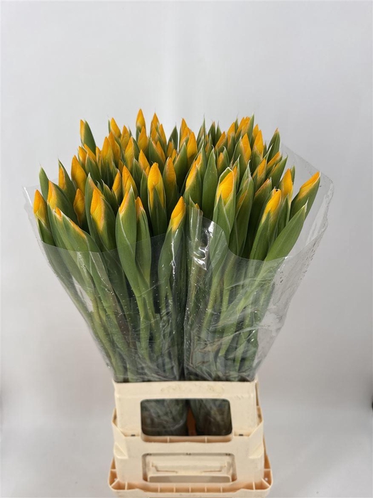 <h4>IRIS YELLOW</h4>