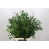 Ruscus Italia Medium