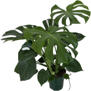 Monstera deliciosa p19