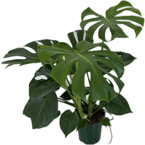 <h4>Monstera deliciosa p19</h4>