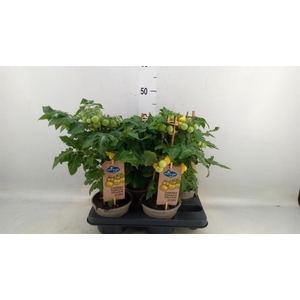 Solanum lycopersicum   ...