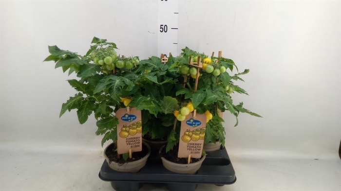 <h4>Solanum lycopersicum   ...</h4>