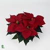 EUPH POINSETTIA PREM RED P13 4+