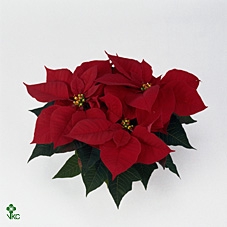 EUPH POINSETTIA PREM RED P13 4+