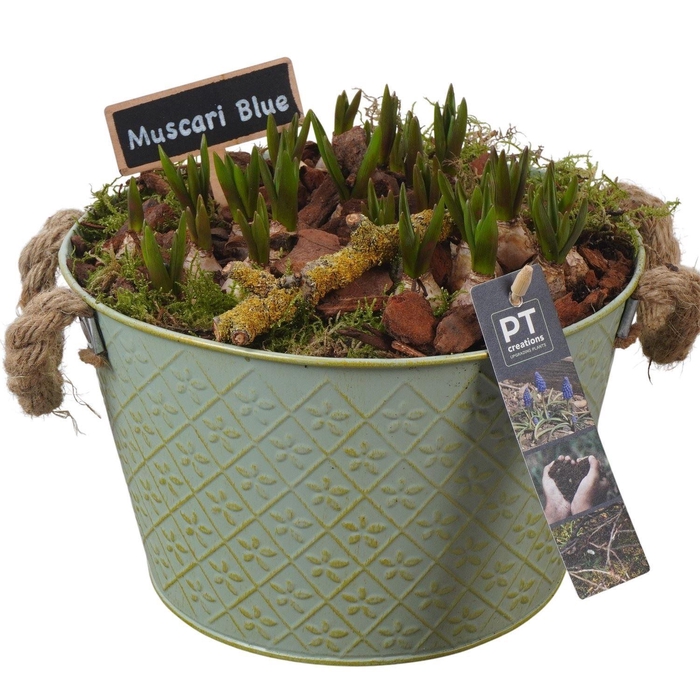 <h4>Arr.  Muscari L%</h4>