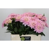 Dahlia Princess Kate