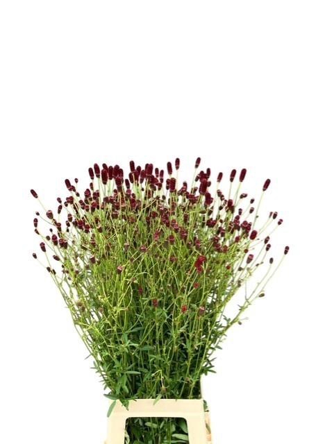 <h4>SANG OFFICINALIS</h4>