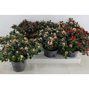 RHODO SI GEM