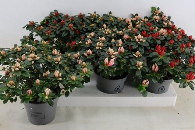 <h4>RHODO SI GEM</h4>