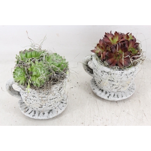 arr4 Semp JS - Ker. kop/schotel kl. 236/6