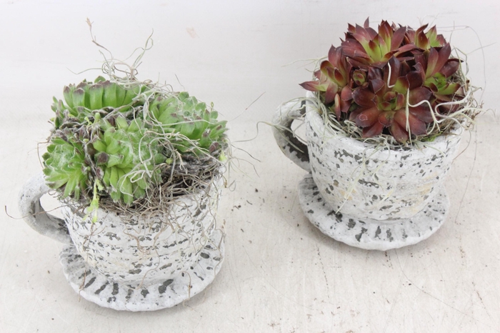 <h4>arr4 Semp JS - Ker. kop/schotel kl. 236/6</h4>