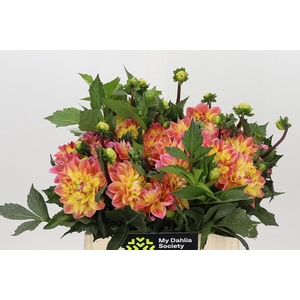 Dahlia Princess Elisabeth