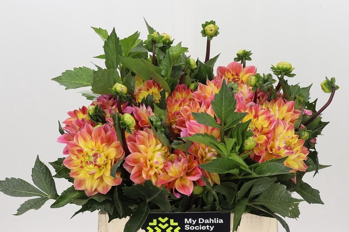 <h4>Dahlia Princess Elisabeth</h4>
